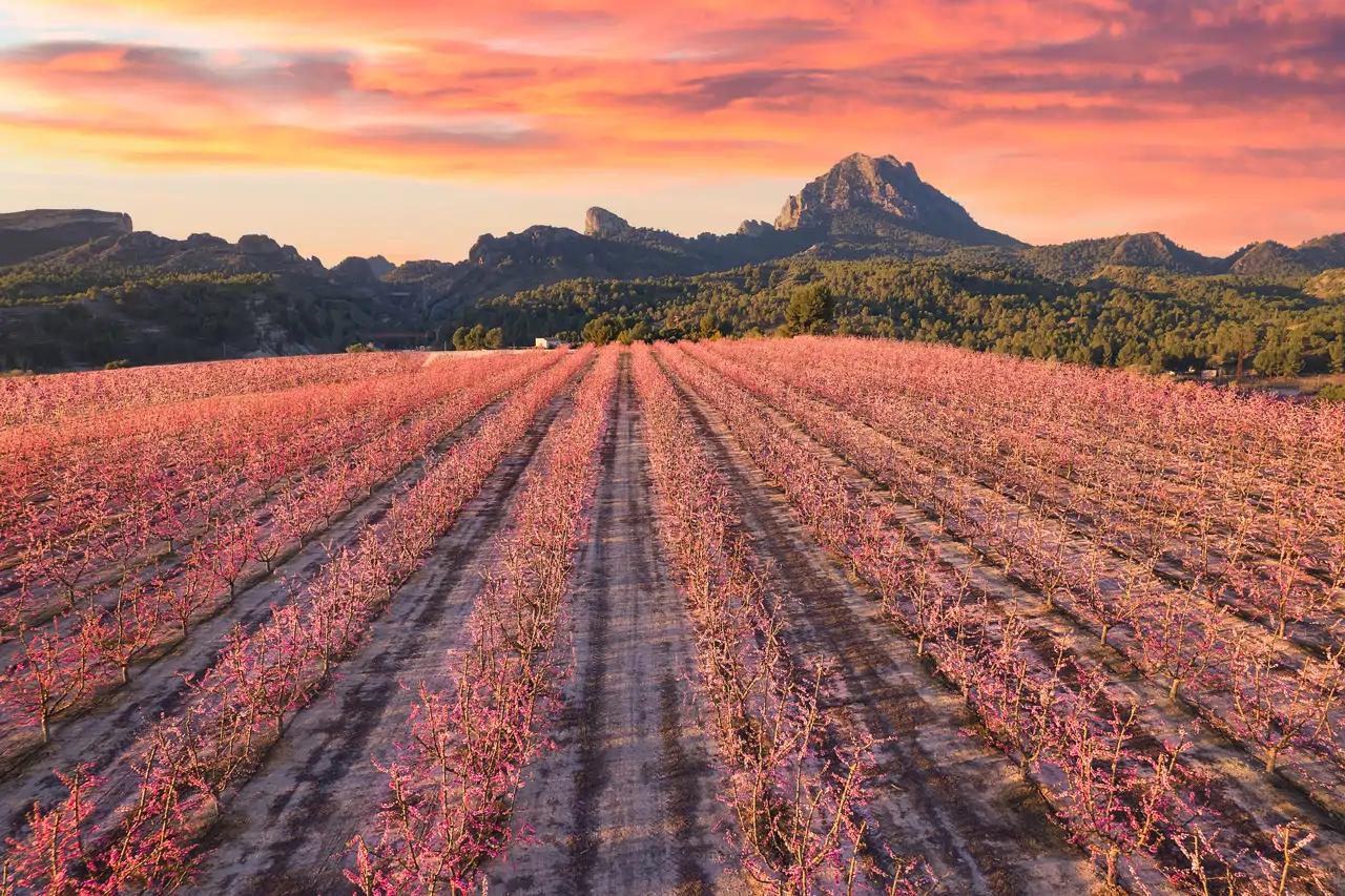Cieza