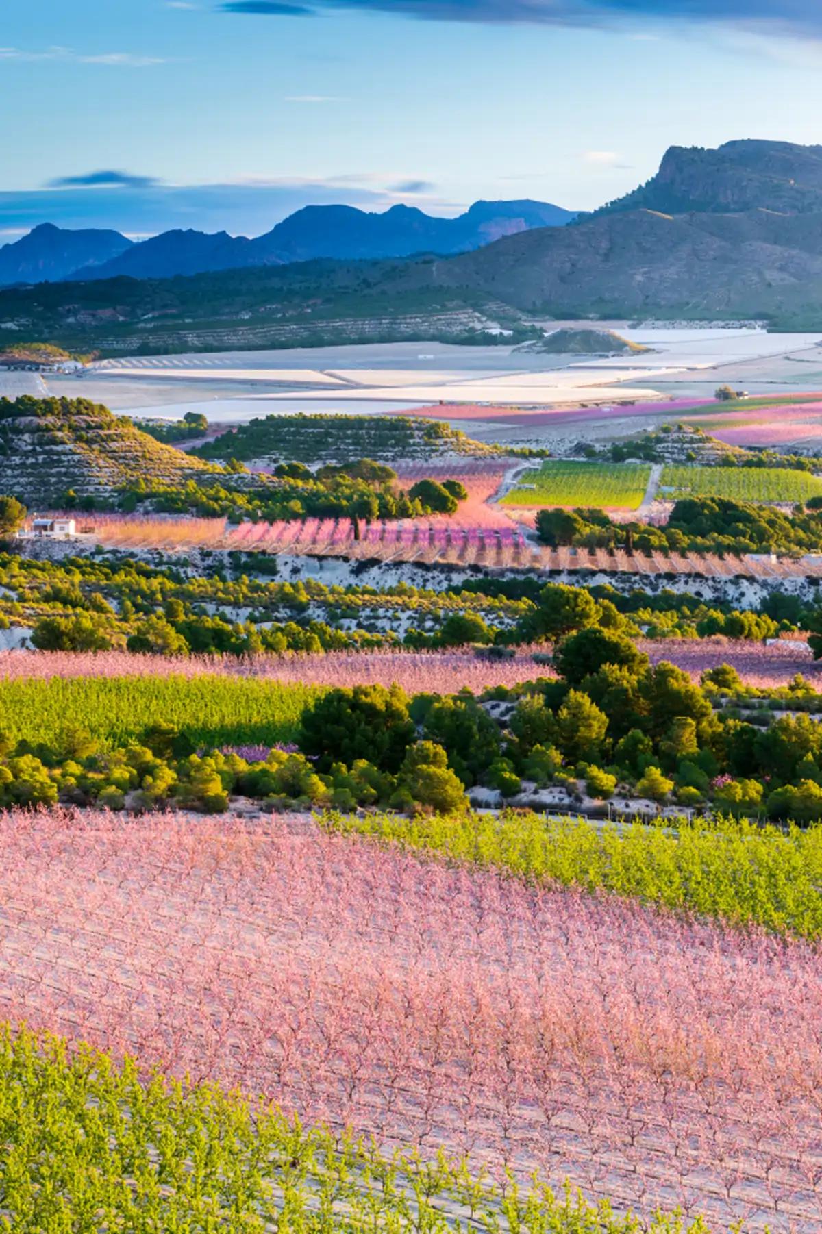Cieza 