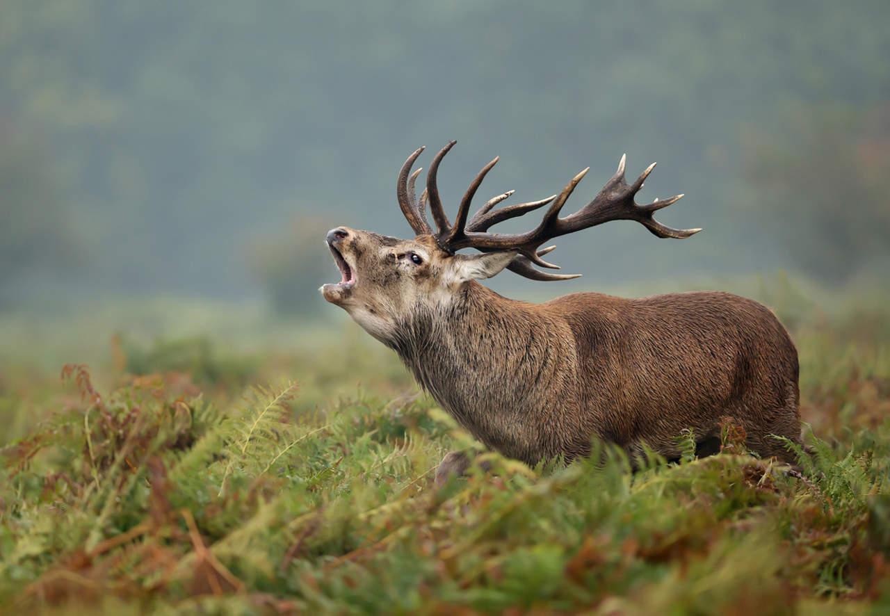Rutting