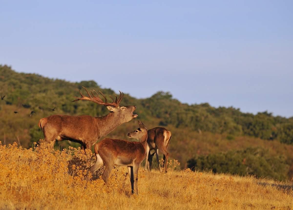 Rutting