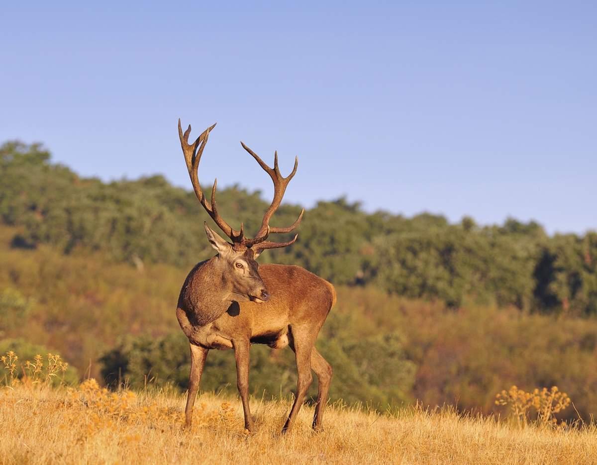 Rutting
