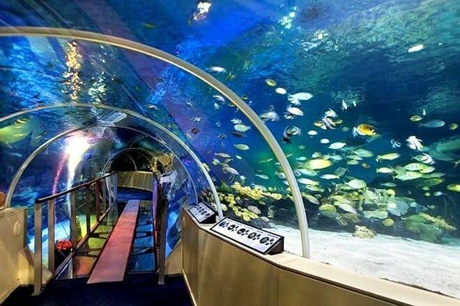 SEA LIFE Centre London Aquarium