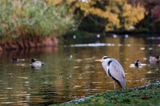 HERONS     Although its possible to see hefty grey herons at other times of year March is the best month to go looking....