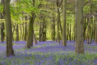 BLUEBELLS     These glowing specimens are always a fine sight signalling that winter is well and truly over and warmer...