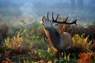 DEER     Richmond Park may grab all the headlines when it comes to deer but these hoofed beauties can also be seen...
