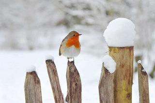 ROBINS     While these chirpy sorts are around all year they seem much more visible during winter months particularly...